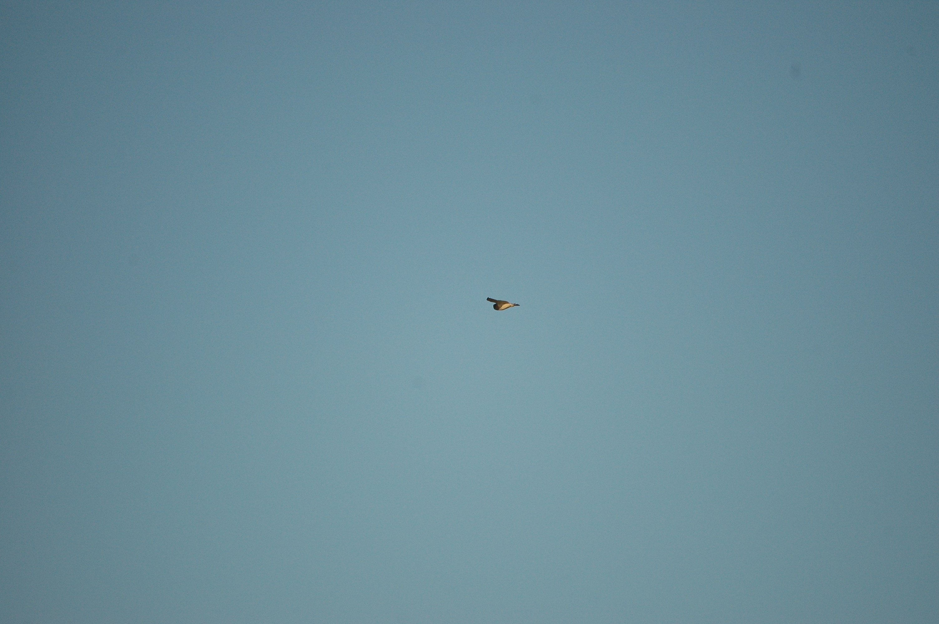 photos/wildlife/Bird_Species/085-Typical_Owls/2826-Short-eared Owl/DSC_4753.JPG